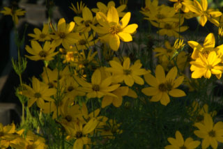 Coreopsis verticillataMeisjesogen bestellen